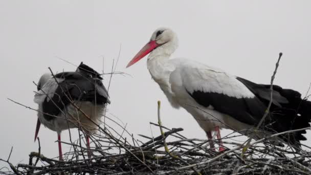 一对老鹤坐在鸟巢里等待它们的后代 其中一只鹤看着摄像机 这是鸟类繁殖后代的概念 很舒服 — 图库视频影像