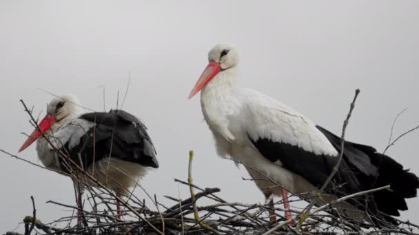 Old Pair Storks Sits Nest Wait Offspring One Storks Looks — Stockvideo