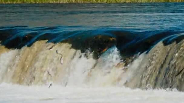 Vliegende Vis Kuldiga Waterval Stroomversnellingen Van Venta Één Van Belangrijkste — Stockvideo