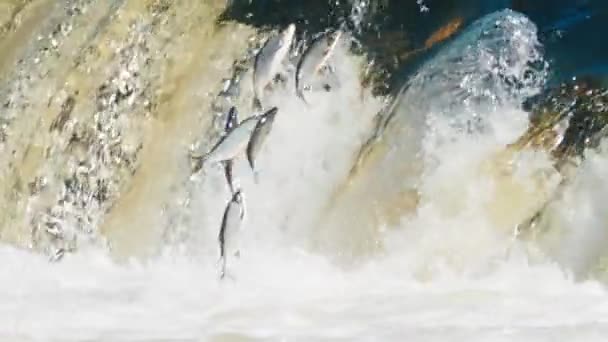 ベンタの急流でクルディガの滝を飛ぶ魚クルディガだけでなくラトビア全体の主なアトラクションの1つこれはヨーロッパで最も広い滝です魚は滝を飛び越える — ストック動画