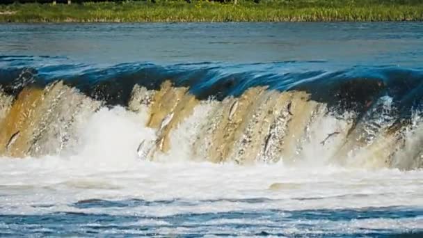 ベンタの急流でクルディガの滝を飛ぶ魚クルディガだけでなくラトビア全体の主なアトラクションの1つこれはヨーロッパで最も広い滝です魚は滝を飛び越える — ストック動画