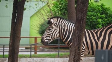 Çizgili siyah beyaz bir zebra, yeşil yeşilliklerin arka planında, kumlu bir kayanın üzerinde durur ve yürür.