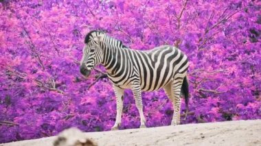Çizgili siyah beyaz bir zebra, taştan kumlu zeminde durur ve yürür. Zebranın arkasında mor yaprakların arasında.