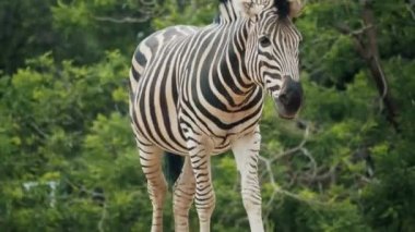 Çizgili siyah beyaz bir zebra, yeşil yeşilliklerin arka planında, kumlu bir kayanın üzerinde durur ve yürür.