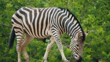 Çizgili siyah beyaz bir zebra, yeşil yeşilliklerin arka planında, kumlu bir kayanın üzerinde durur ve yürür.