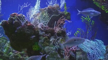 Akdeniz Smarida mavi sudaki renkli mercanların arasında yüzüyor, mendola büyük bir sürü halinde yüzüyor, aile ve sürü konsepti.