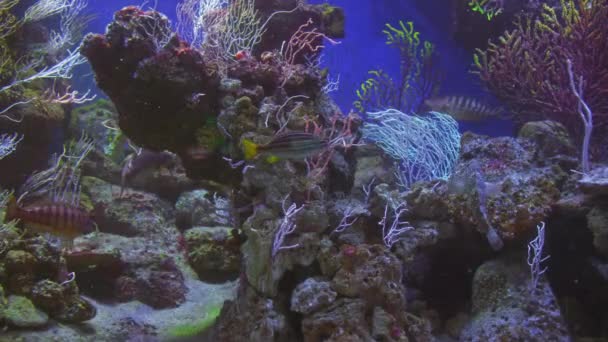 Mediterrán Smarida Úszik Között Színes Korallok Kék Vízben Mendola Úszik — Stock videók