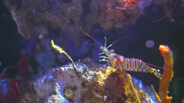 Camarão Amarelo Brindle Transparente Esconde Fundo Mar Predadores Crustáceo Esconde — Vídeo de Stock