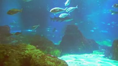 Su altında 4k çekim Deniz ekosistem mercan resifleri büyük bir balık sürüsü mavi arka planda deniz tabanında kum kayaları ve arka planda bir sürü balık
