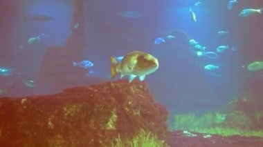 Su altında 4k çekim Deniz ekosistem mercan resifleri büyük bir balık sürüsü mavi arka planda deniz tabanında kum kayaları ve arka planda bir sürü balık