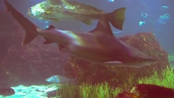 Bajo Agua Brote Ecosistema Marino Arrecifes Coral Gran Escuela Peces — Vídeo de stock