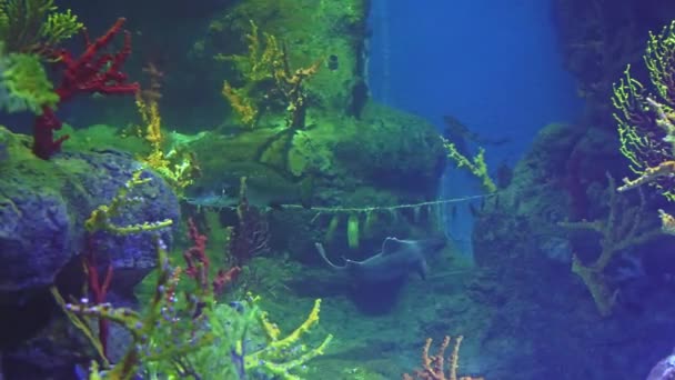 Onderwater Shoot Zee Ecosysteem Koraalriffen Grote School Vis Een Blauwe — Stockvideo