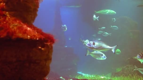 Water Shoot Sea Ecosystem Coral Reefs Large School Fish Blue — Video