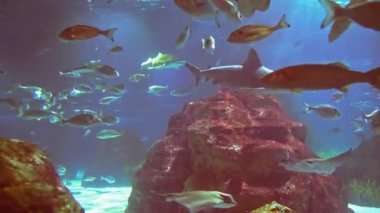 Su altında 4k çekim Deniz ekosistem mercan resifleri büyük bir balık sürüsü mavi arka planda deniz tabanında kum kayaları ve arka planda bir sürü balık