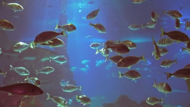 Sob Água Atirar Mar Ecossistema Recifes Corais Grande Escola Peixes — Vídeo de Stock