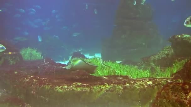 Vatten Skjuta Hav Ekosystem Korallrev Stora Fiskstim Blå Bakgrund Havsbotten — Stockvideo