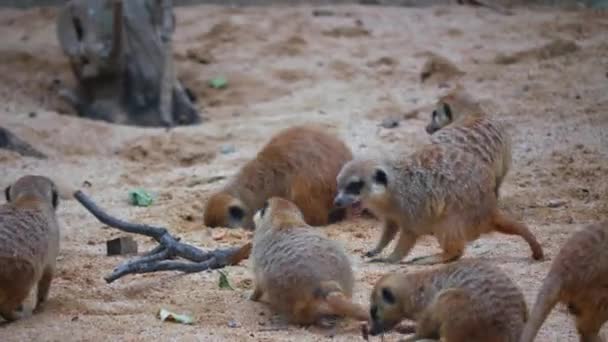 Flock Meerkats Sit Sandy Slope Dine Crickets Eat Insects Group — Stock Video