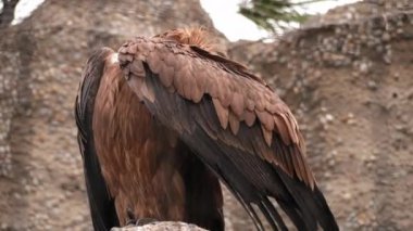 Griffon akbabası bir dalda yürür, tüm vücudu görebilirsiniz, kafasını bir kanatla sakladı ve kameraya arkası dönük oturur, vahşi yaşam yırtıcıları ve doğa hademeleri kavramı