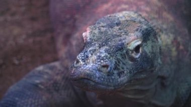 Kertenkele Komodo Dragon 'u izleyin ve kameraya yakından bakın, kertenkele kameraya yakın çekim yapıyor, 4k İspanya' yı Avrupa 'ya çekiyor.
