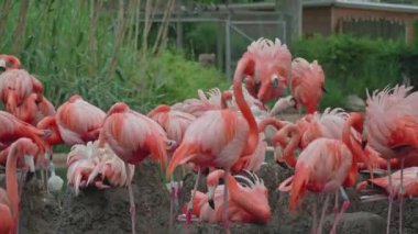 Pembe flamingo sürüsü bir bataklıkta duruyor, tüylerini temizlemek, su arıtmak, güneşte güneşlenmek, yeşil arka planda flamingolar...