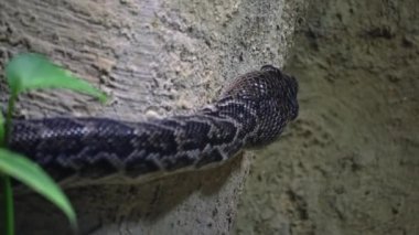 Yemek ararken sürüngen ve yılan avlama kavramı, soğuk kanlı yaşam hakkında bir belgesel.