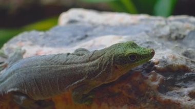 Cuora Amboinensis gözlerini çıkarmadan kameraya bakıyor, sarı-yeşil ağızlıklı bir kaplumbağa portresi, sürüngen hayatı kavramına yakın çekim.