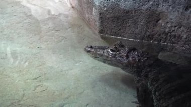 Cuora Amboinensis gözlerini çıkarmadan kameraya bakıyor, sarı-yeşil ağızlıklı bir kaplumbağa portresi, sürüngen hayatı kavramına yakın çekim.