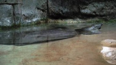 Cuora Amboinensis gözlerini çıkarmadan kameraya bakıyor, sarı-yeşil ağızlıklı bir kaplumbağa portresi, sürüngen hayatı kavramına yakın çekim.