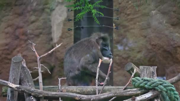 Drill Mandrillus Sits Branches Hut Chews Something Its Paws Casually — Stock Video