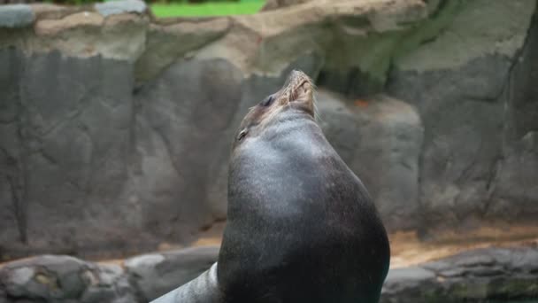 Cute Young Fur Seal Sits Sun Basks Background Rocks Concept — Video