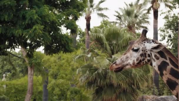 Гарний Молодий Жираф Дивиться Навколо Концепція Життя Ссавців Тлі Долоні — стокове відео