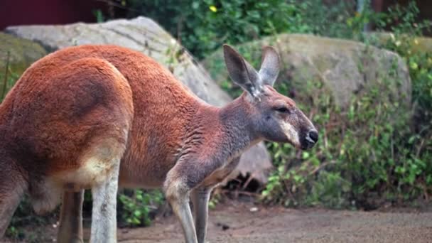 Küçük Bir Kanguru Arka Ayakları Üzerinde Oturur Kendi Işini Yapar — Stok video