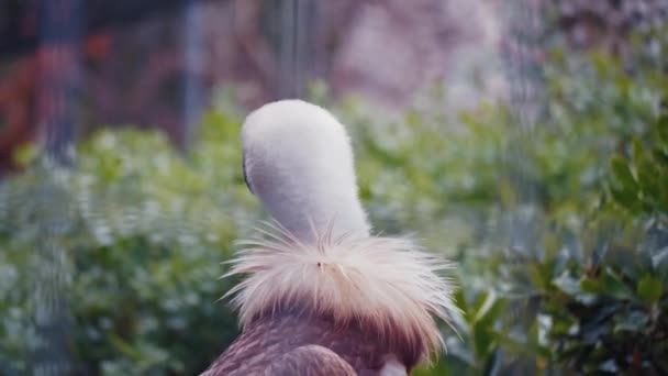 格里芬秃鹫在框架内的一根树枝上行走 头像是野生动物掠食者和自然界秩序的特写镜头 — 图库视频影像