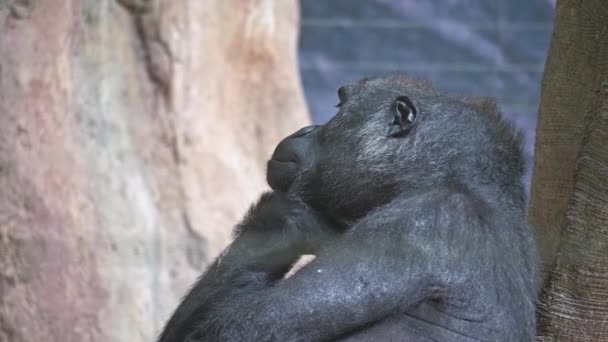 Een Eenzame Gorilla Zit Verveelt Zich Kijkt Naar Camera Zich — Stockvideo