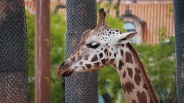 Красивый Молодой Жираф Смотрит Вокруг Концепция Жизни Млекопитающих Фоне Жирафа — стоковое видео