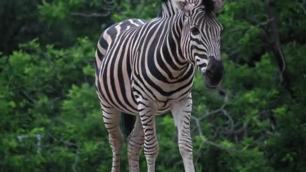 Een Gestreepte Zwart Wit Volwassen Zebra Staat Loopt Stenen Zandgrond — Stockvideo