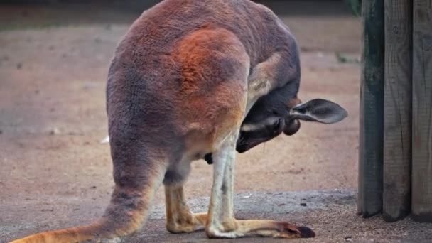 Small Kangaroo Sits Its Hind Legs Doing Its Own Thing — Vídeos de Stock