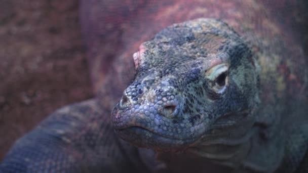 Монитор Ящерица Komodo Dragon Сидя Глядя Камеру Близко Монитор Ящерица — стоковое видео