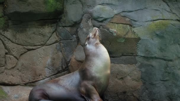 一只可爱的年轻毛皮海豹坐在阳光下 在岩石的衬托下 沐浴着海洋动物的生活 休闲和娱乐的概念 — 图库视频影像