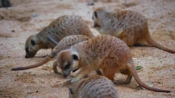 Ένα Σμήνος Από Meerkats Κάθονται Μια Αμμώδη Πλαγιά Και Δειπνήσετε — Αρχείο Βίντεο