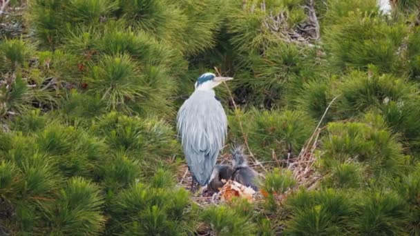 Female Black Heron Takes Care Her Offspring Coniferous Green Tree — Stock Video
