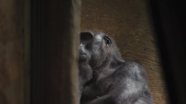 一只孤独的大猩猩坐在那里 无聊地看着摄像机和周围 她很伤心 在想什么 灵长类生命的概念 — 图库视频影像