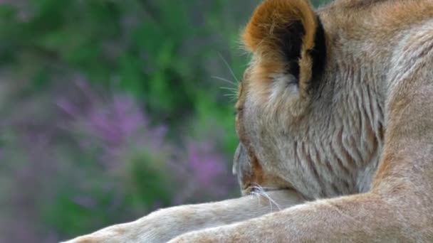 Einsame Stolze Löwin Schläft Auf Einer Klippe Rücken Vor Dem — Stockvideo