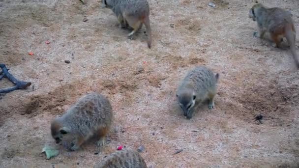 Flock Meerkats Sit Sandy Slope Dine Crickets Eat Insects Group — Stock Video