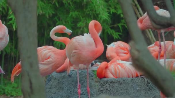 Ein Schwarm Rosafarbener Flamingos Steht Einem Teich Umringt Von Federn — Stockvideo