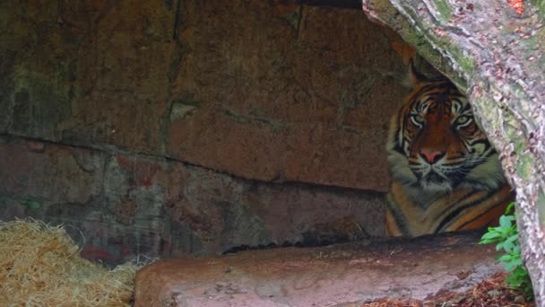 一只孤独的老虎躺在洞穴里 悲伤地看着整个世界 老虎会明白 支配一切的是他的力量 只要有力量 你就可以成为狼群的领导者 — 图库视频影像