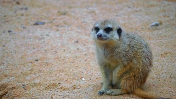 Uma Meerkat Senta Fora Alcateia Está Entediada Ela Parece Assustada — Vídeo de Stock