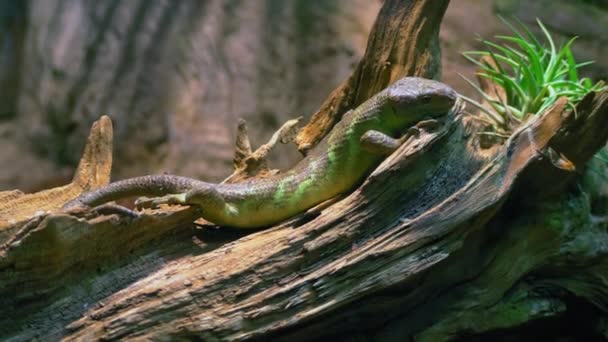 Small Yellow Brown Lizard Lies Basks Dry Tree Trunk Driftwood — ストック動画