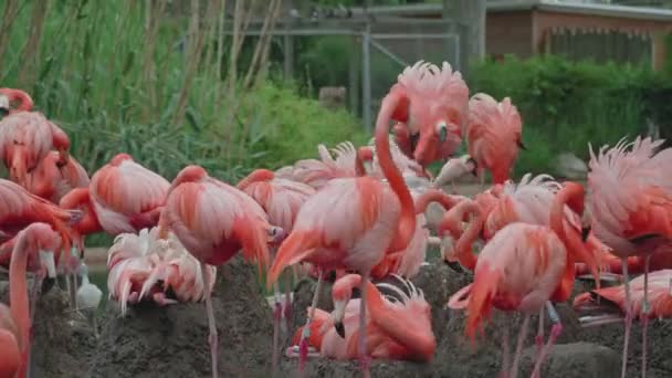 Flock Pink Flamingos Stands Swamp Fussing Cleaning Feathers Taking Water — Vídeo de stock