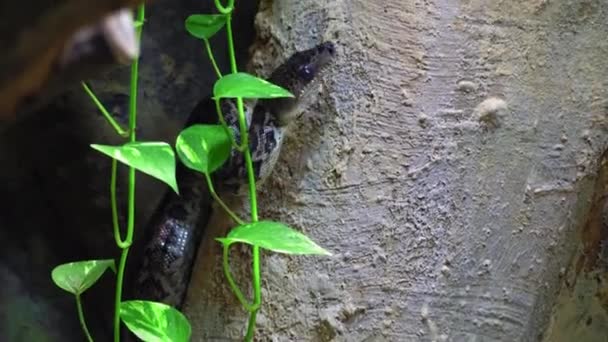Cuban Tree Boa Crawling Steep Cliff Search Food Concept Hunting — Vídeos de Stock